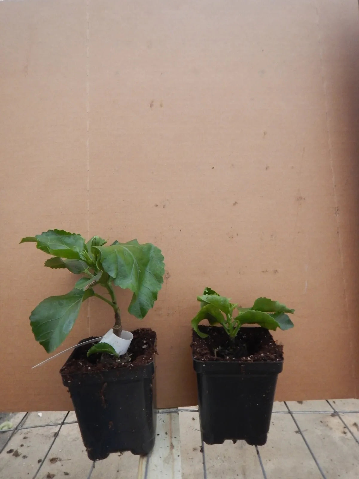 Tropical Hibiscus Starter Plant Bare Root Y591