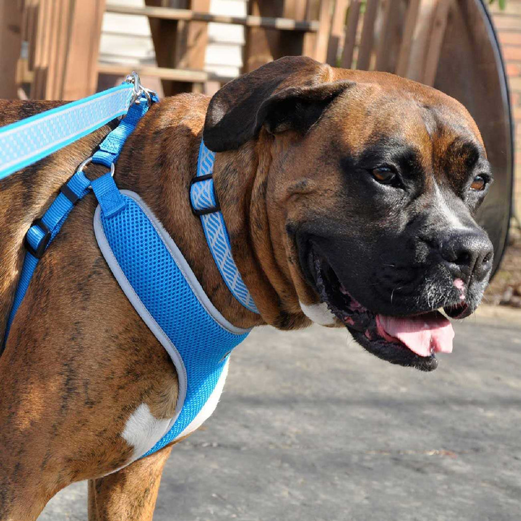 Adjustable Dog Harness L557