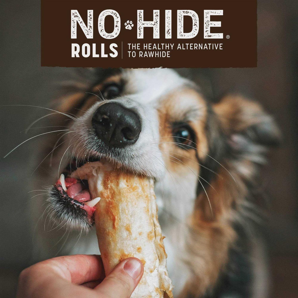 Dog No Hide Salmon O873