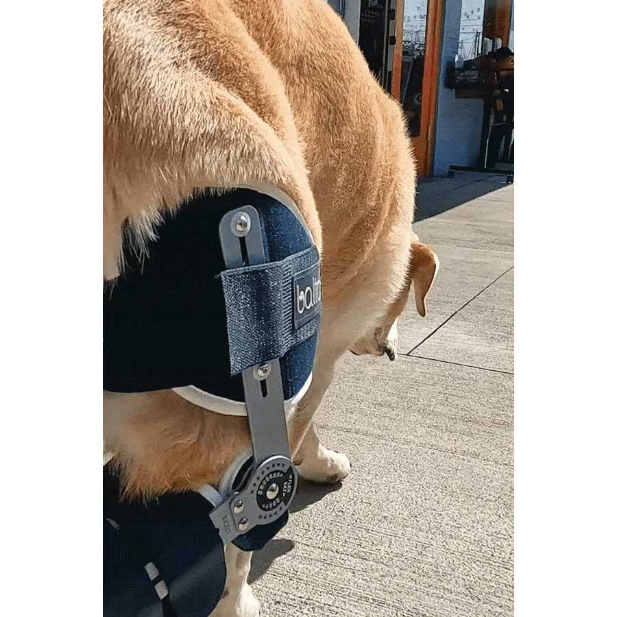 Adjustable Hinged Dog Knee Brace J24303
