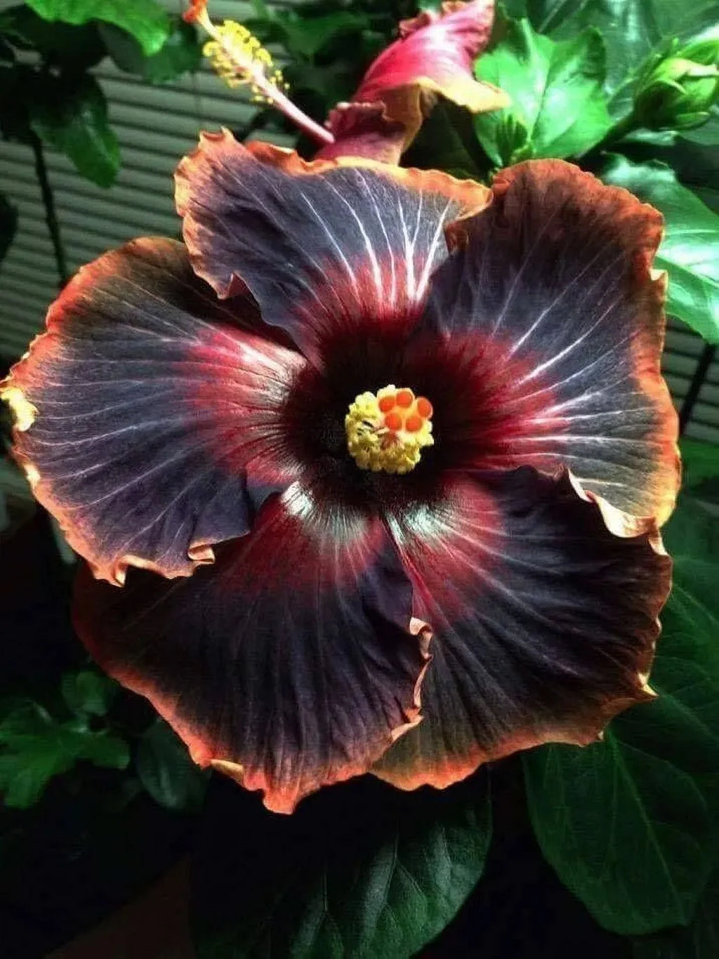 Tropical Hibiscus Starter Plant Bare Root Y591