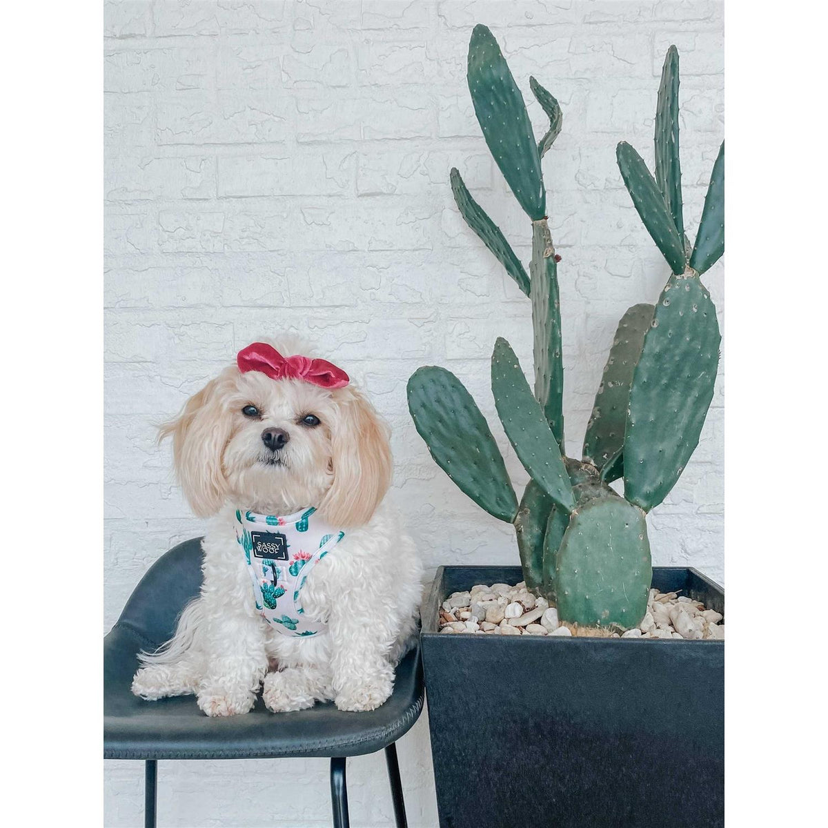 Adjustable Dog Harness H6351