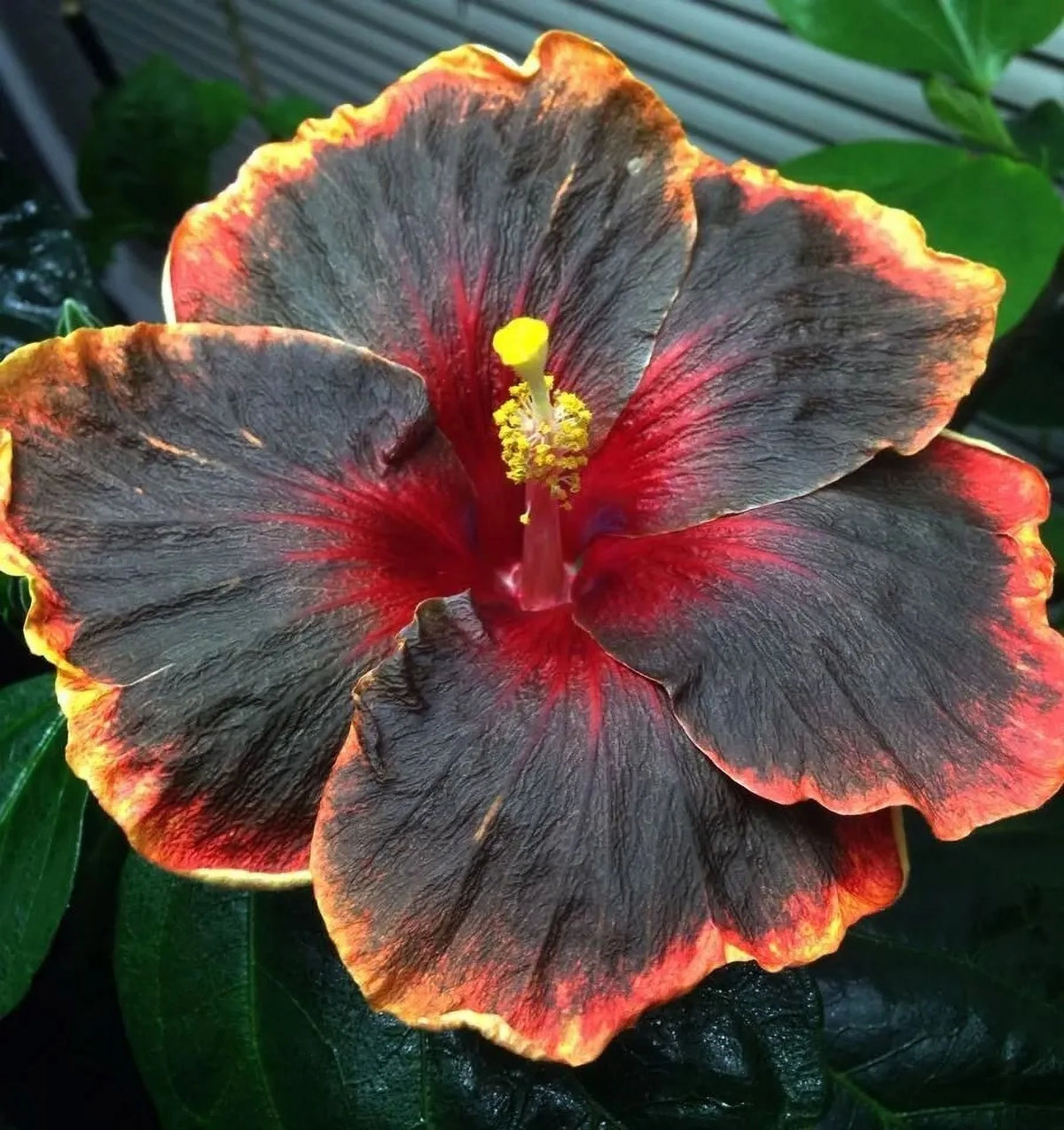 Tropical Hibiscus Starter Plant Bare Root Y591