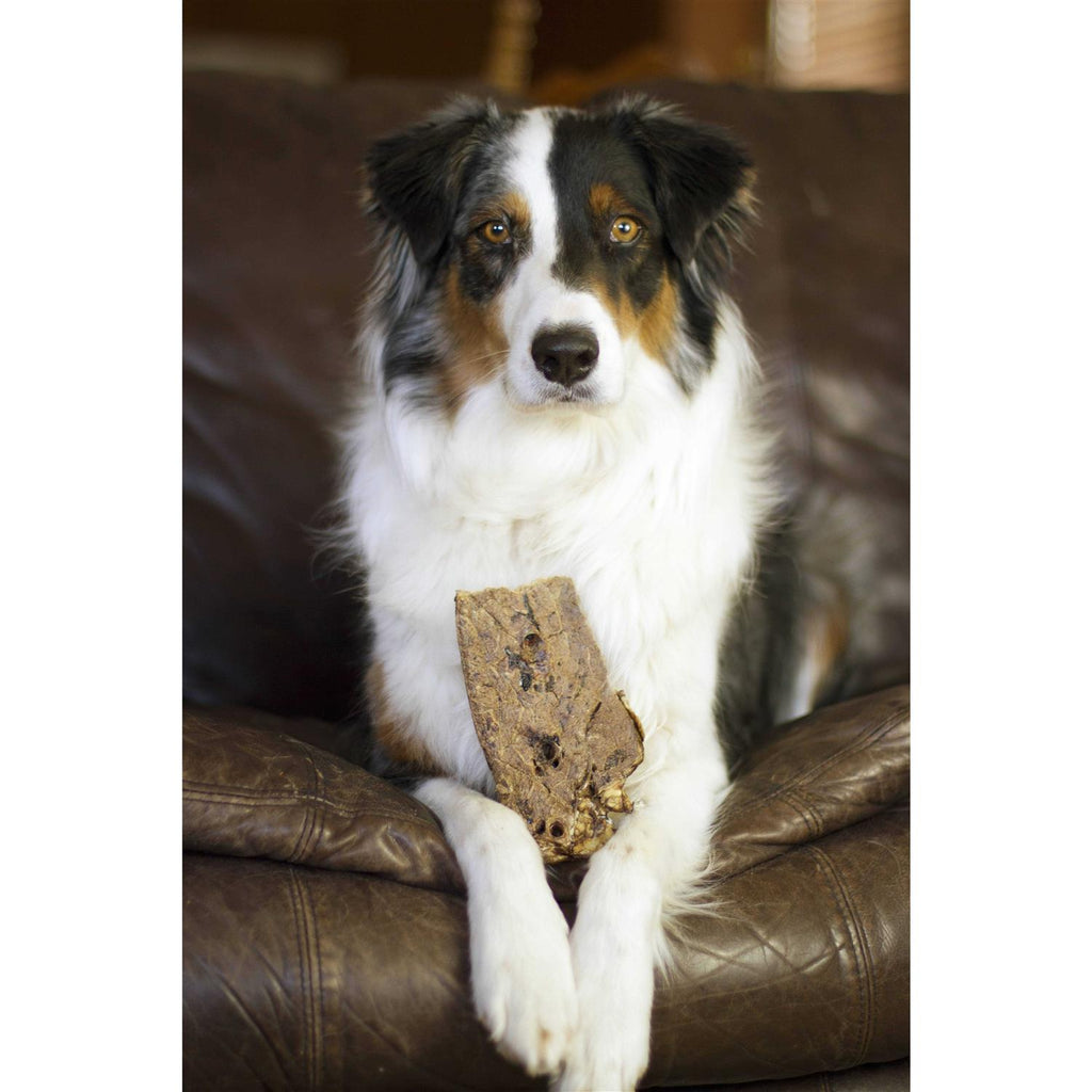 Dog Treats X641773