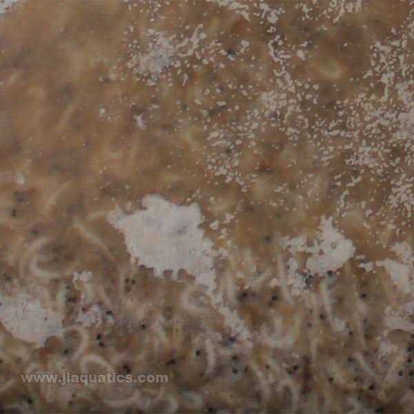 Frozen Mysis Shrimp R390858