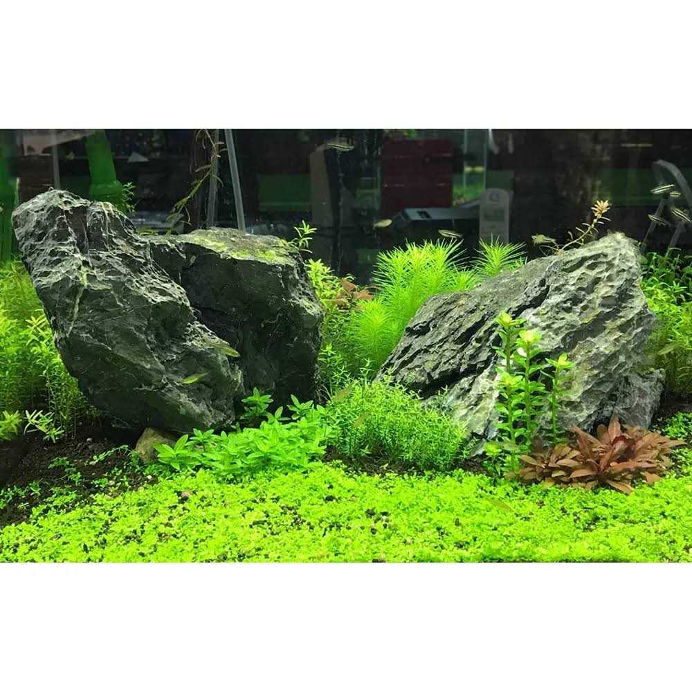 Flourish Advance R428870